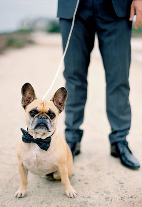 Dog with a bowtie at a wedding
