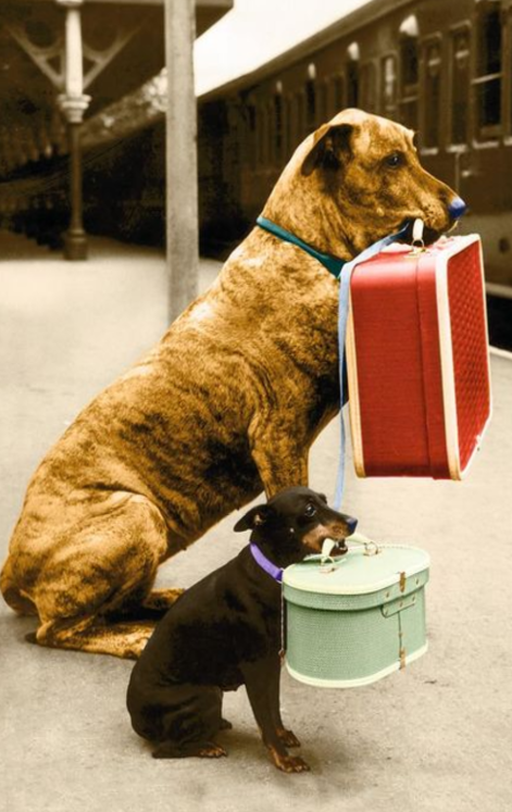 I'll Be Here A While cute dogs