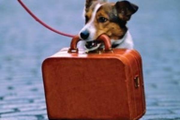 Puppy carrying a suitcase