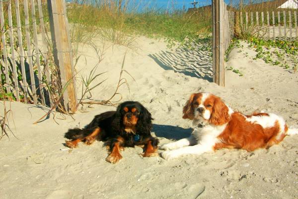 Dogs at the beach