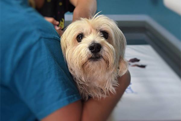 Maltese puppy in owners arms