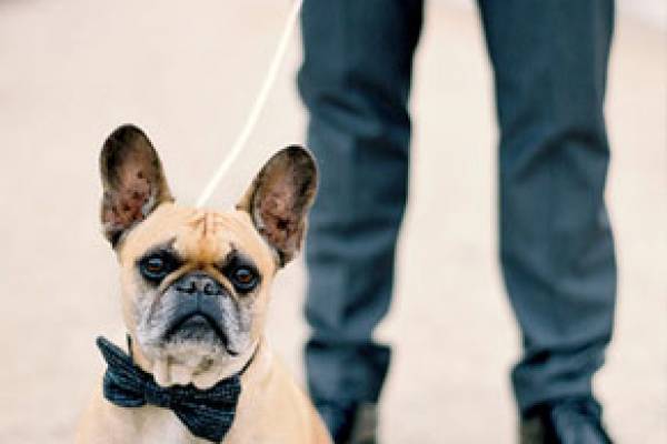 Dog with a bowtie at a wedding