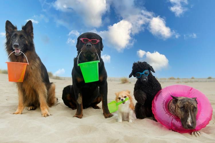 Dogs on the beach.