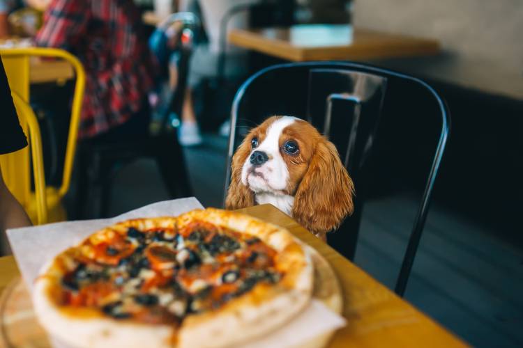 Pet Friendly Restaurants Myrtle Beach