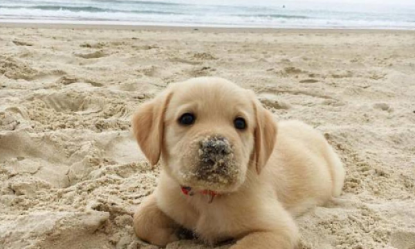 pet-friendly-restaurants-in-myrtle-beach-retreat-myrtle-beach