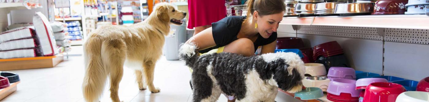 Dogs at a dog store