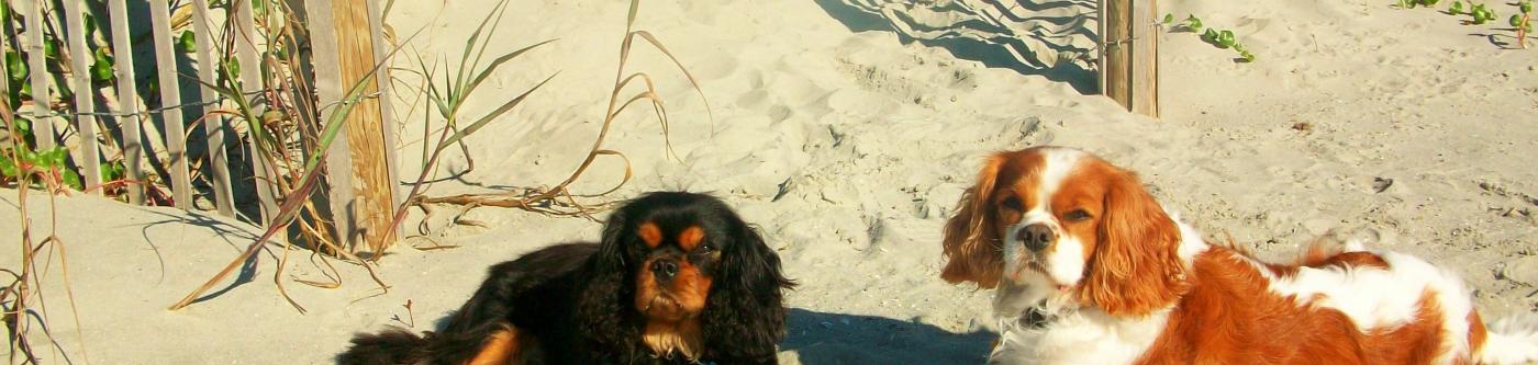 Two dogs on the beach