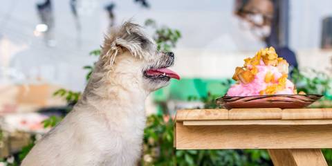 Pet Friendly Restaurants In Myrtle Beach Retreat Puppy At A Restaurant