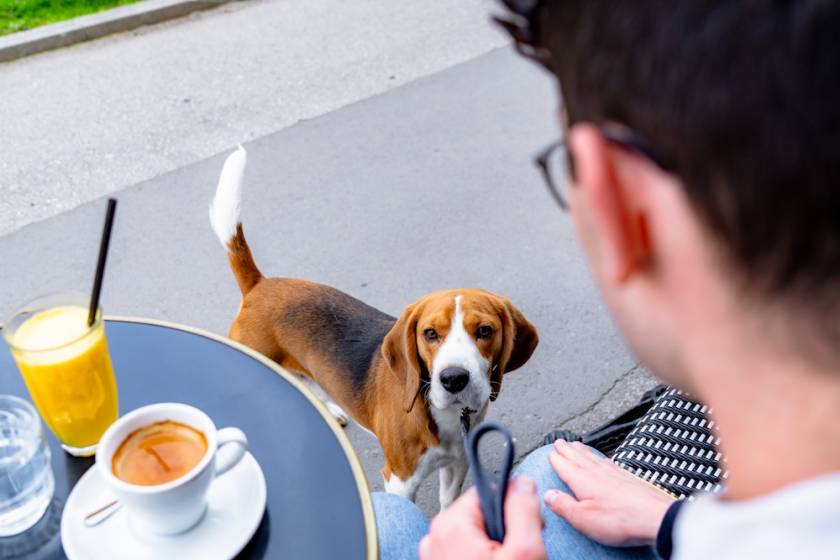 Beagle on outdoor patio at a restaurant.